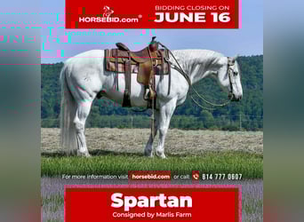 American Quarter Horse, Wallach, 11 Jahre, 152 cm, Schimmel