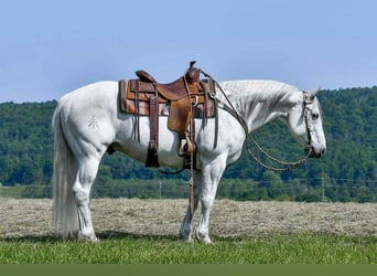 American Quarter Horse, Wallach, 11 Jahre, 152 cm, Schimmel