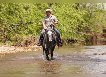 American Quarter Horse, Wallach, 11 Jahre, 152 cm, Schimmel