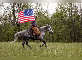 American Quarter Horse, Wallach, 11 Jahre, 152 cm, Schimmel