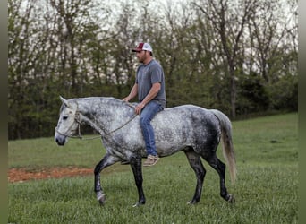American Quarter Horse, Wallach, 11 Jahre, 152 cm, Schimmel