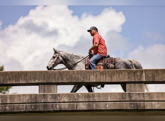 American Quarter Horse, Wallach, 11 Jahre, 152 cm, Schimmel