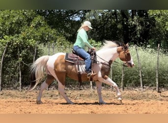American Quarter Horse, Wallach, 11 Jahre, 152 cm, Tobiano-alle-Farben