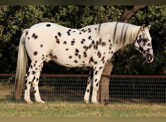 American Quarter Horse, Wallach, 11 Jahre, 152 cm, White