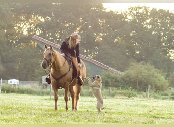 American Quarter Horse, Wallach, 11 Jahre, 153 cm, Palomino