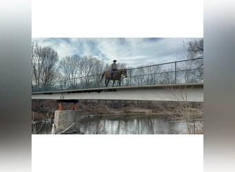 American Quarter Horse, Wallach, 11 Jahre, 155 cm, Buckskin