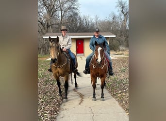 American Quarter Horse, Wallach, 11 Jahre, 155 cm, Buckskin