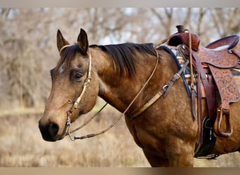 American Quarter Horse, Wallach, 11 Jahre, 155 cm, Buckskin