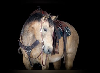 American Quarter Horse, Wallach, 11 Jahre, 155 cm, Buckskin