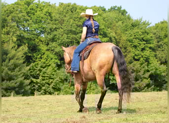 American Quarter Horse, Wallach, 11 Jahre, 155 cm, Buckskin