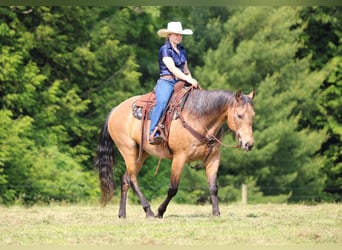 American Quarter Horse, Wallach, 11 Jahre, 155 cm, Buckskin