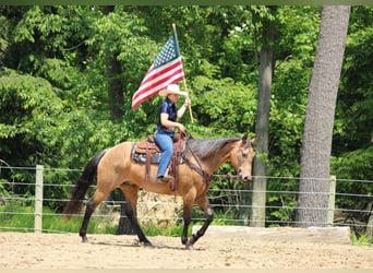 American Quarter Horse, Wallach, 11 Jahre, 155 cm, Buckskin
