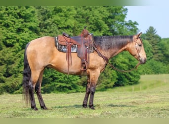 American Quarter Horse, Wallach, 11 Jahre, 155 cm, Buckskin