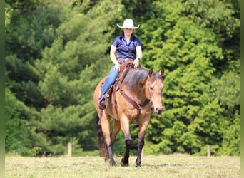 American Quarter Horse, Wallach, 11 Jahre, 155 cm, Buckskin
