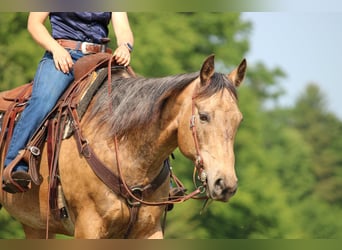 American Quarter Horse, Wallach, 11 Jahre, 155 cm, Buckskin