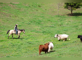 American Quarter Horse, Wallach, 11 Jahre, 155 cm, Buckskin