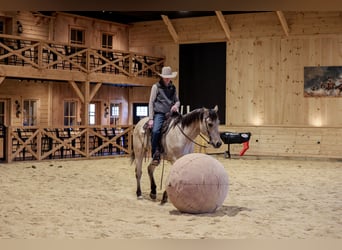 American Quarter Horse, Wallach, 11 Jahre, 155 cm, Buckskin