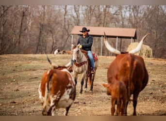 American Quarter Horse, Wallach, 11 Jahre, 155 cm, Buckskin