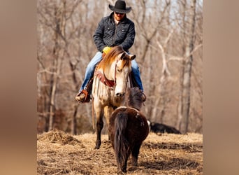 American Quarter Horse, Wallach, 11 Jahre, 155 cm, Buckskin