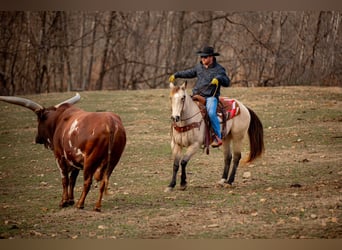 American Quarter Horse, Wallach, 11 Jahre, 155 cm, Buckskin