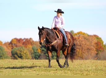 American Quarter Horse, Wallach, 11 Jahre, 155 cm, Dunkelbrauner