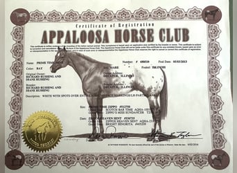 American Quarter Horse, Wallach, 11 Jahre, 155 cm, Dunkelfuchs