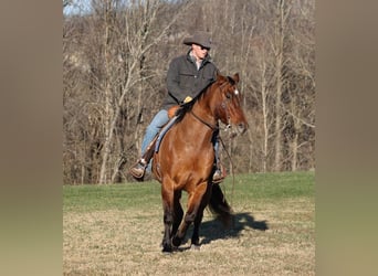 American Quarter Horse, Wallach, 11 Jahre, 155 cm, Falbe