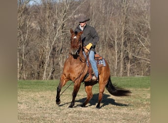 American Quarter Horse, Wallach, 11 Jahre, 155 cm, Falbe