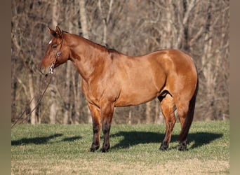 American Quarter Horse, Wallach, 11 Jahre, 155 cm, Falbe
