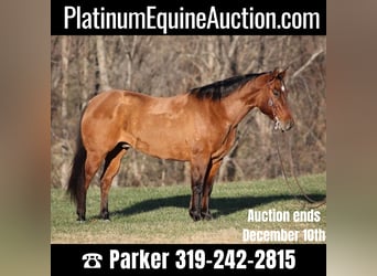American Quarter Horse, Wallach, 11 Jahre, 155 cm, Falbe