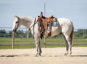 American Quarter Horse, Wallach, 11 Jahre, 155 cm, Fliegenschimmel