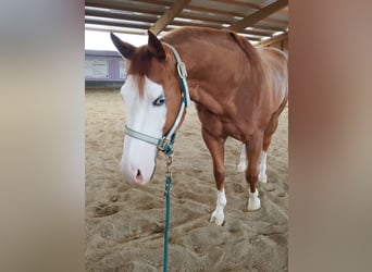 American Quarter Horse, Wallach, 11 Jahre, 155 cm, Overo-alle-Farben