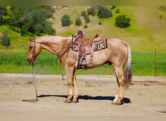 American Quarter Horse, Wallach, 11 Jahre, 155 cm, Palomino
