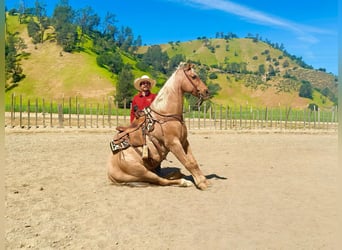 American Quarter Horse, Wallach, 11 Jahre, 155 cm, Palomino