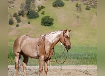 American Quarter Horse, Wallach, 11 Jahre, 155 cm, Palomino