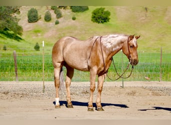American Quarter Horse, Wallach, 11 Jahre, 155 cm, Palomino