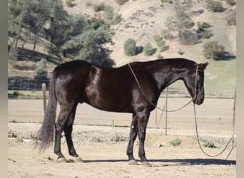 American Quarter Horse, Wallach, 11 Jahre, 155 cm, Rappe