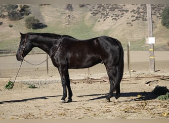 American Quarter Horse, Wallach, 11 Jahre, 155 cm, Rappe