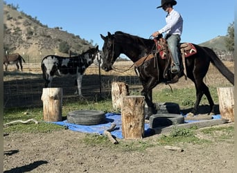 American Quarter Horse, Wallach, 11 Jahre, 155 cm, Rappe