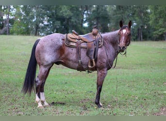 American Quarter Horse, Wallach, 11 Jahre, 155 cm, Roan-Bay