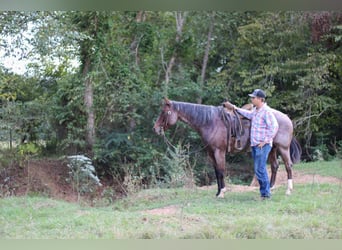 American Quarter Horse, Wallach, 11 Jahre, 155 cm, Roan-Bay