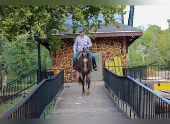 American Quarter Horse, Wallach, 11 Jahre, 155 cm, Roan-Bay