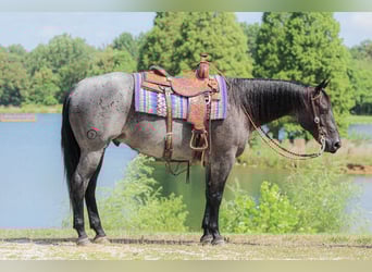 American Quarter Horse, Wallach, 11 Jahre, 155 cm, Roan-Blue