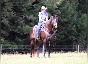 American Quarter Horse, Wallach, 11 Jahre, 155 cm, Rotbrauner