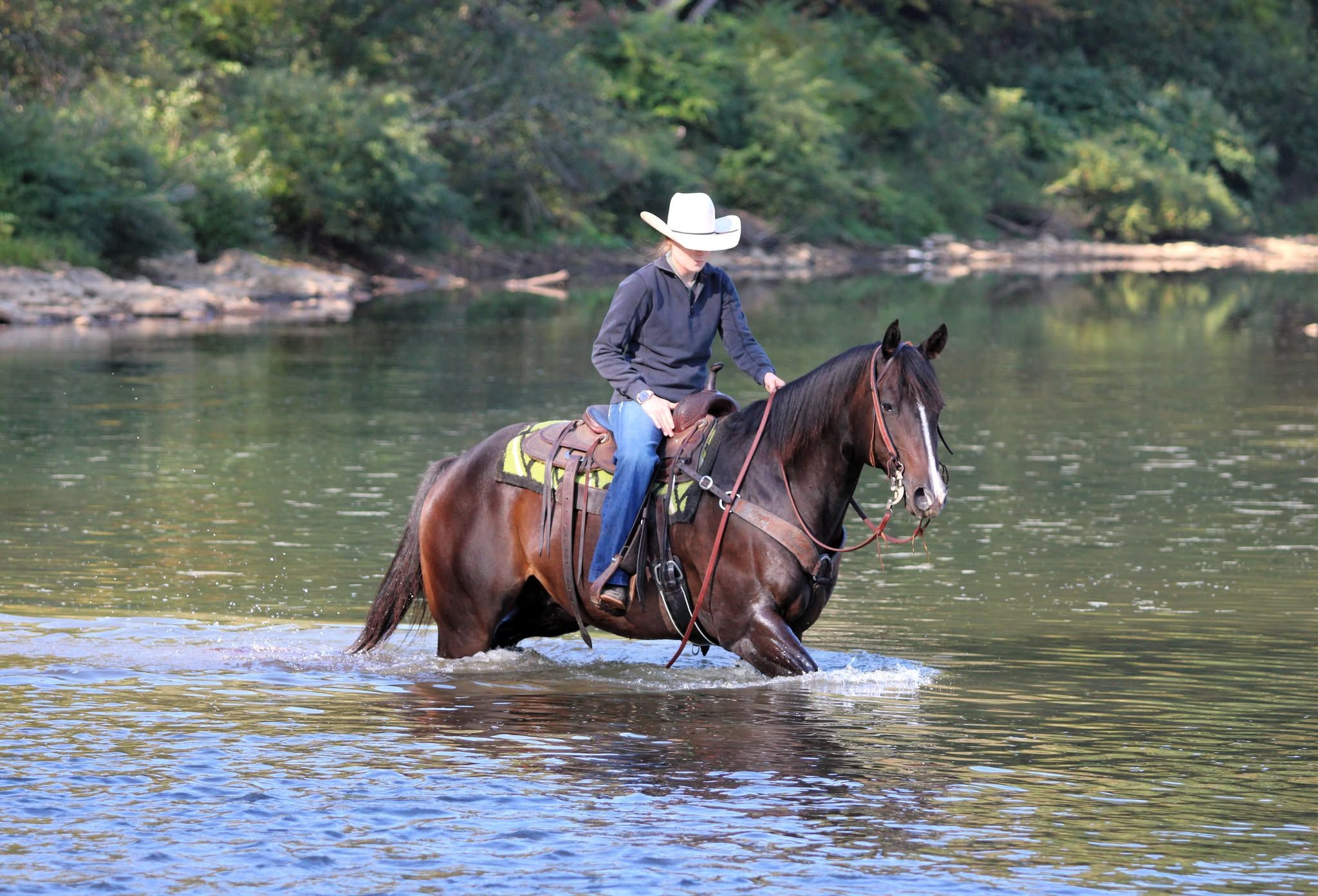 American Quarter Horse, Wallach, 11 Jahre, 155 cm, Rotbrauner