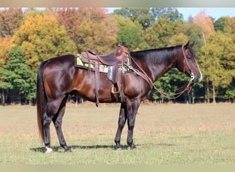 American Quarter Horse, Wallach, 11 Jahre, 155 cm, Rotbrauner