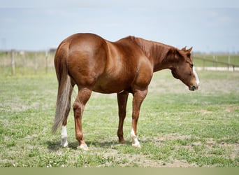 American Quarter Horse, Wallach, 11 Jahre, 155 cm, Rotfuchs