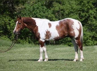 American Quarter Horse, Wallach, 11 Jahre, 155 cm, Tobiano-alle-Farben