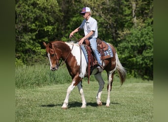 American Quarter Horse, Wallach, 11 Jahre, 155 cm, Tobiano-alle-Farben