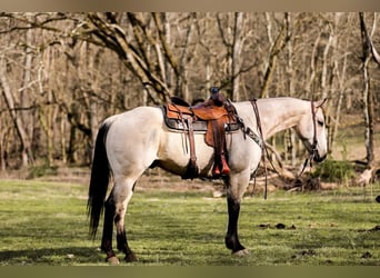 American Quarter Horse, Wallach, 11 Jahre, 157 cm, Buckskin